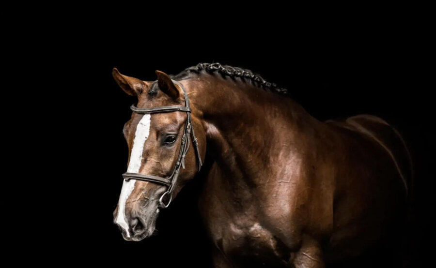 d2e802492d8db1b1eda5b614e2e30e12_XL